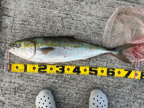 メジロの釣果