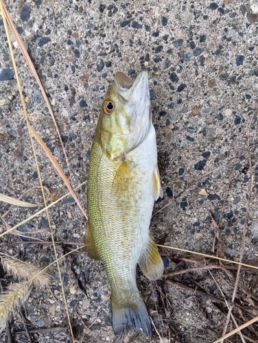 スモールマウスバスの釣果