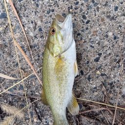 スモールマウスバス