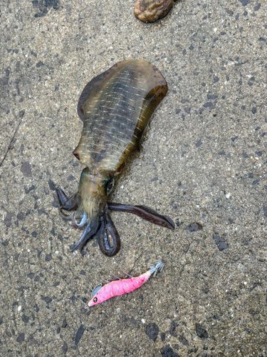 アオリイカの釣果
