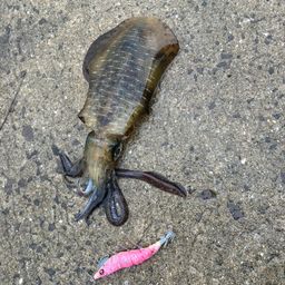アオリイカ