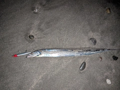 タチウオの釣果