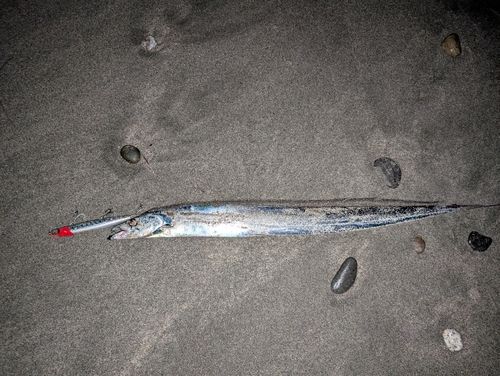 タチウオの釣果