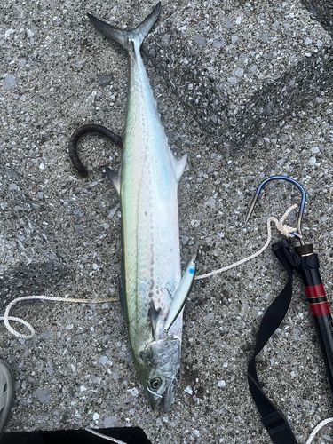 ワラサの釣果