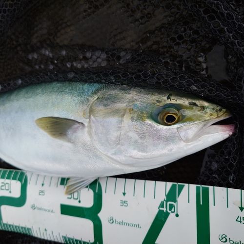 フクラギの釣果