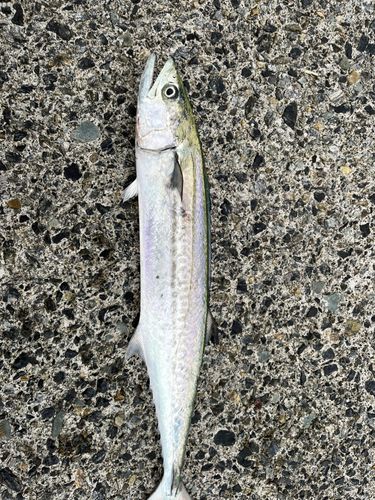 サゴシの釣果