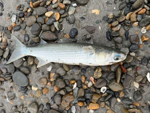 ボラの釣果