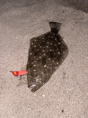 ヒラメの釣果