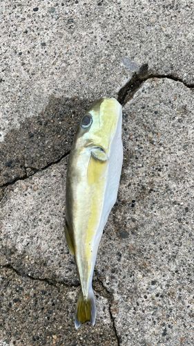 釣果