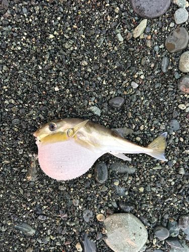 フグの釣果