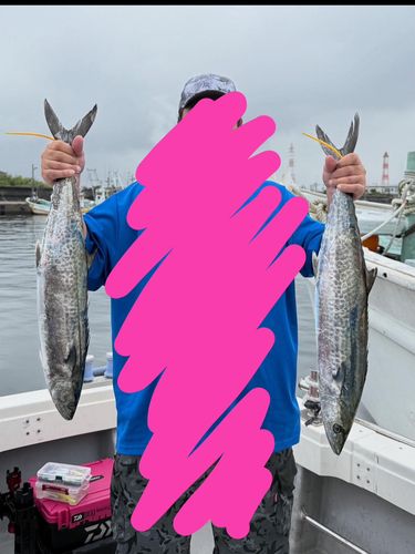 サワラの釣果