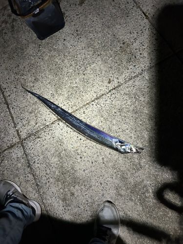 タチウオの釣果