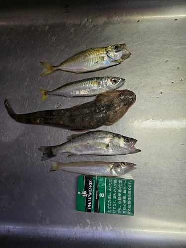 マゴチの釣果