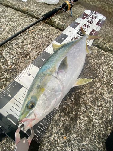 ワラサの釣果