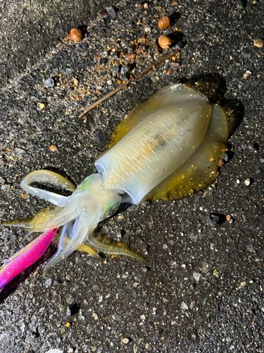 アオリイカの釣果