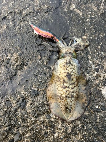 アオリイカの釣果