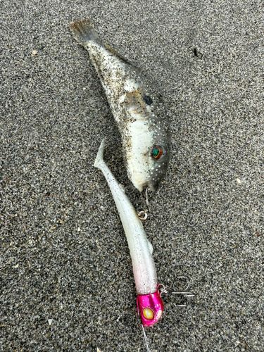 フグの釣果