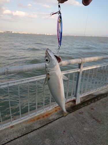 マサバの釣果