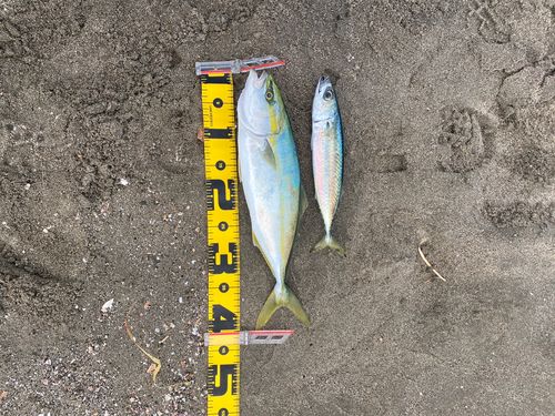 イナダの釣果