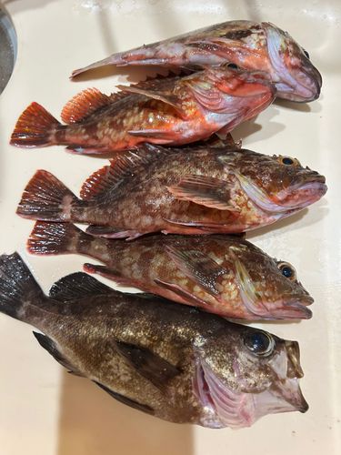 カサゴの釣果