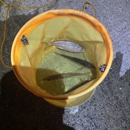 アジ