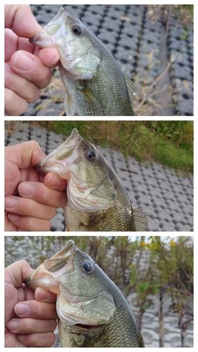 ブラックバスの釣果