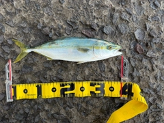 フクラギの釣果