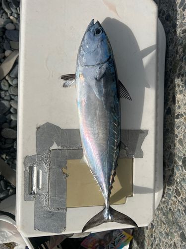 国府津海岸