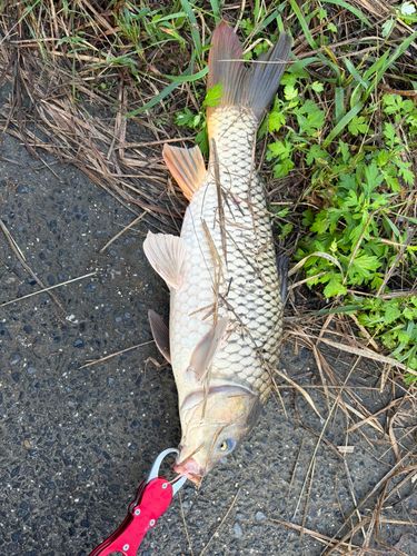 コイの釣果