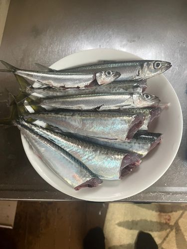 イトヨリダイの釣果