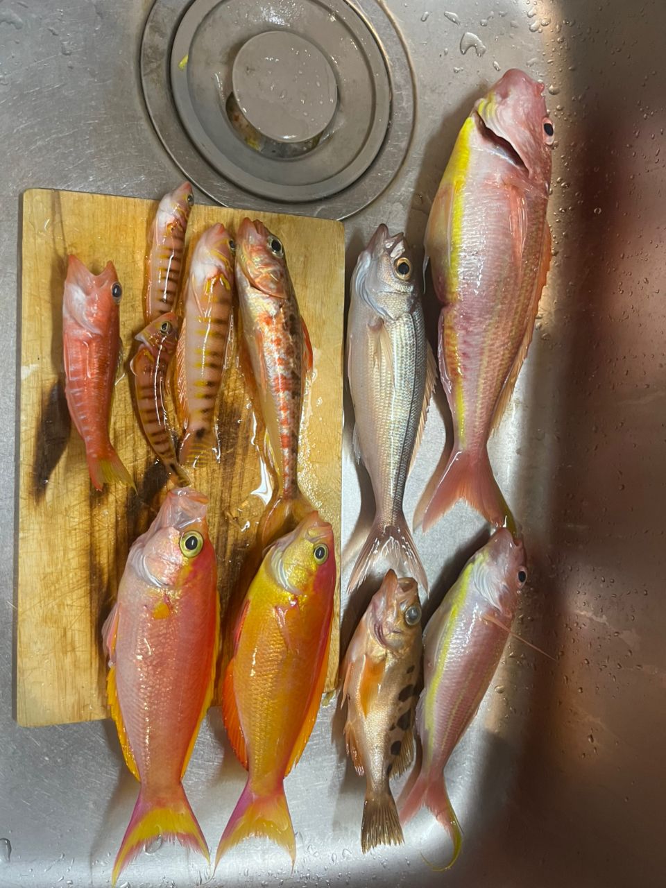 ＳＳＫさんさんの釣果 2枚目の画像