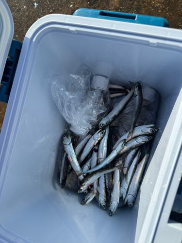 カタクチイワシの釣果