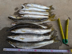 アカカマスの釣果