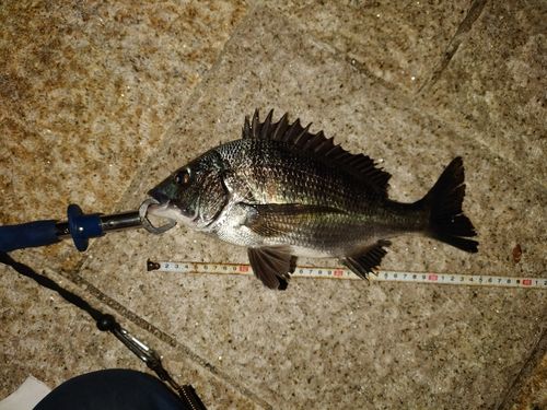 クロダイの釣果