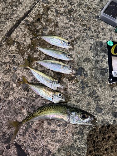 アジの釣果