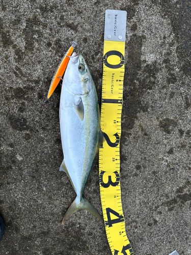 ツバスの釣果
