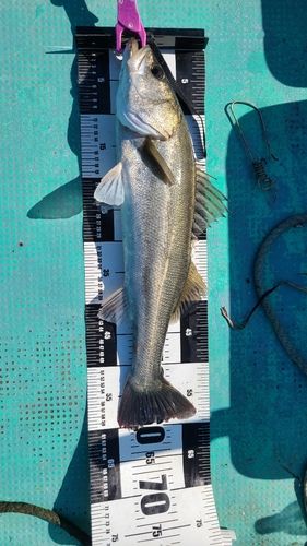 シーバスの釣果