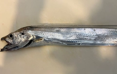 タチウオの釣果