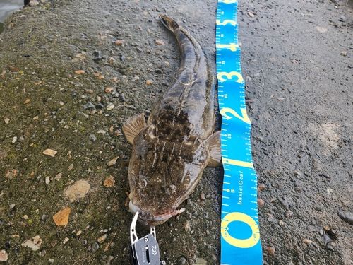 マゴチの釣果