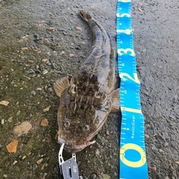 マゴチ