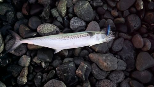 サゴシの釣果