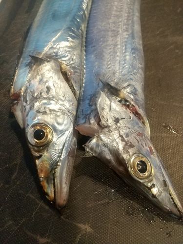 タチウオの釣果