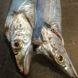 タチウオ