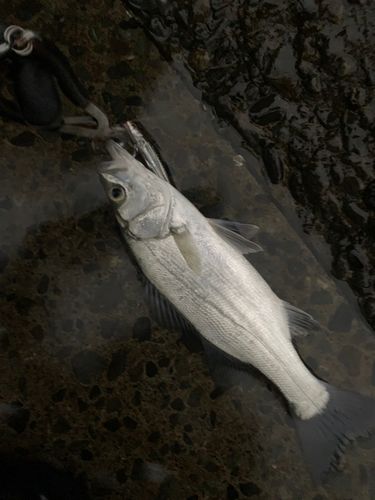 ヒラスズキの釣果