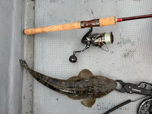 マゴチの釣果