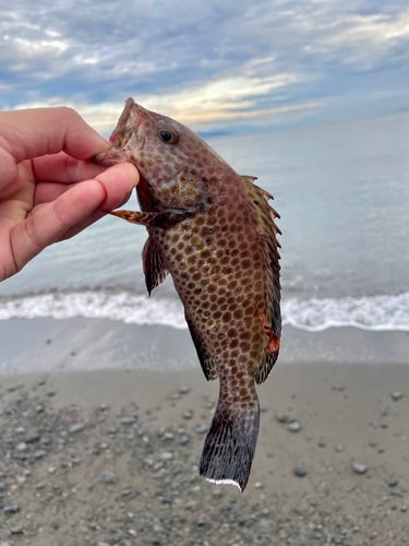 オオモンハタの釣果