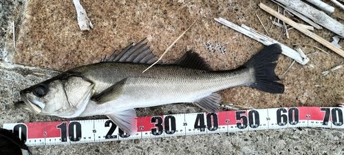 シーバスの釣果
