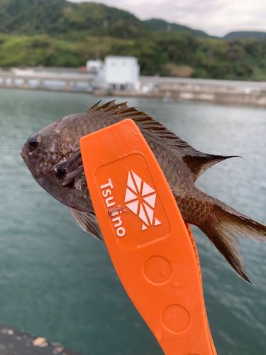スズメダイの釣果