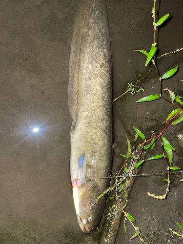 ナマズの釣果