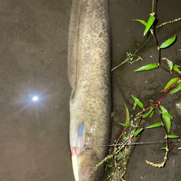 ナマズ